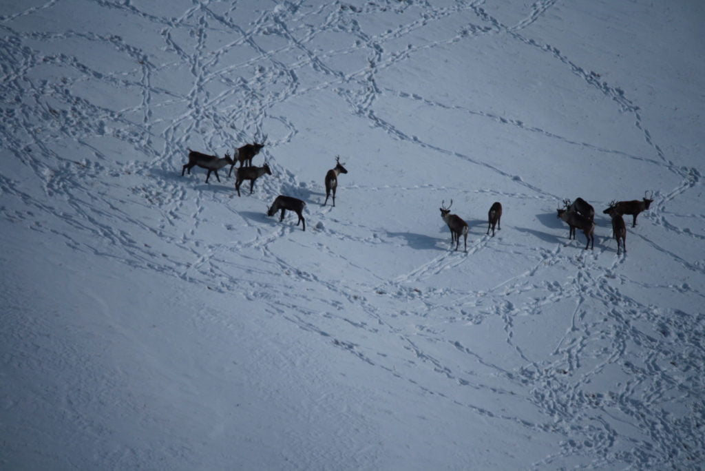 A group of caribou spotted from the air in the study area