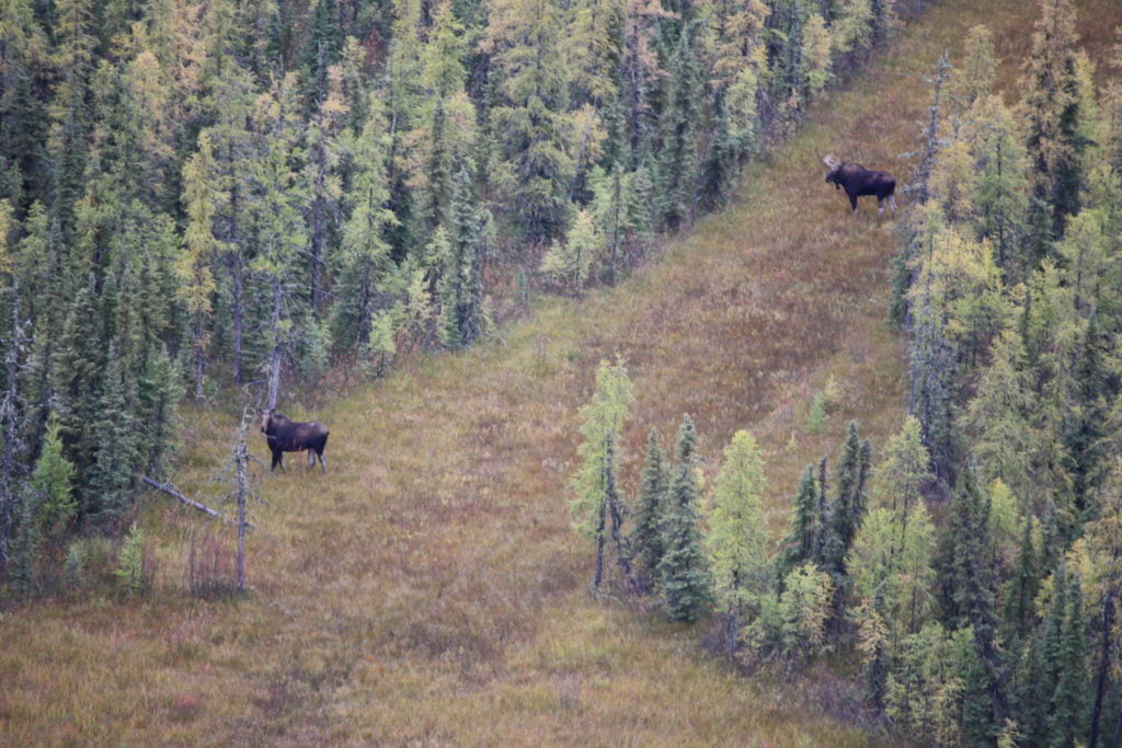 Two moose making use of a linear feature