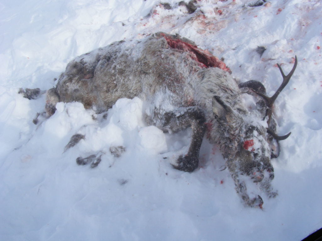 A caribou that had been found killed, and partially consumed by predators