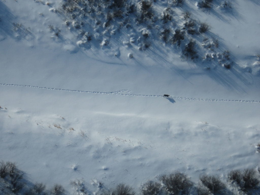 A wolf spotted from the air while travelling along a linear feature in winter