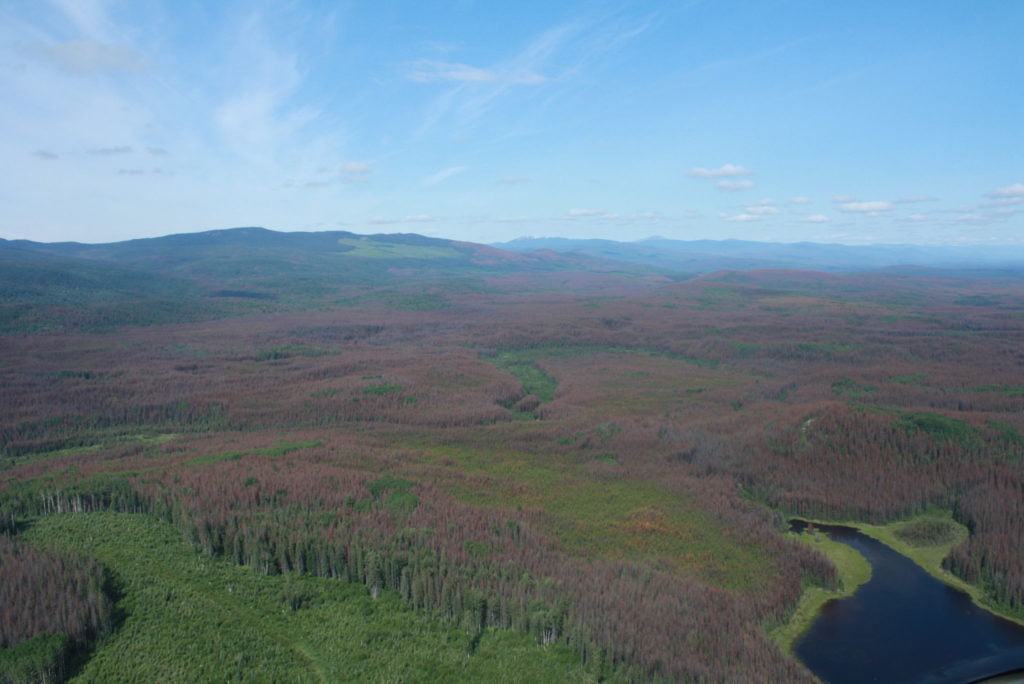 Caribou habitat interspersed with large areas of pine killed by insect infestation