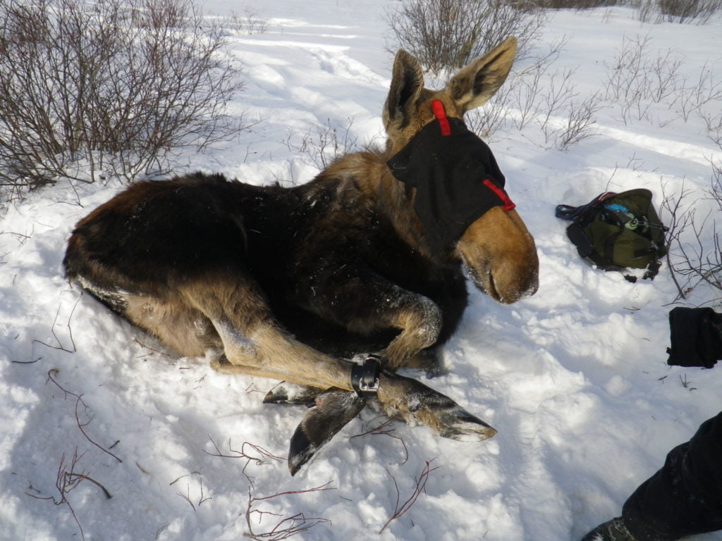 A calm and immobilized moose that has been captured for collaring and health sampling
