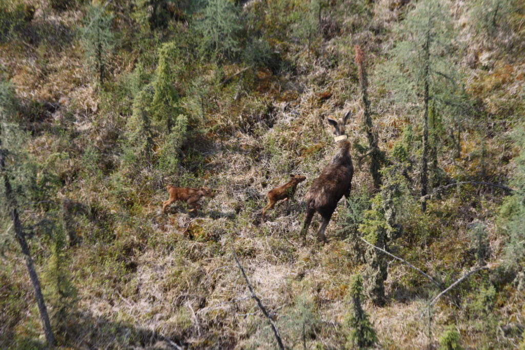 A collared cow moose with two new calves spotted from the air