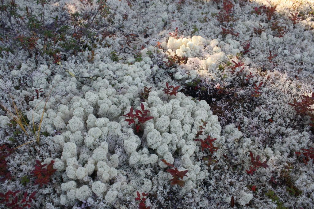 Terrestrial forage lichens close up (1)