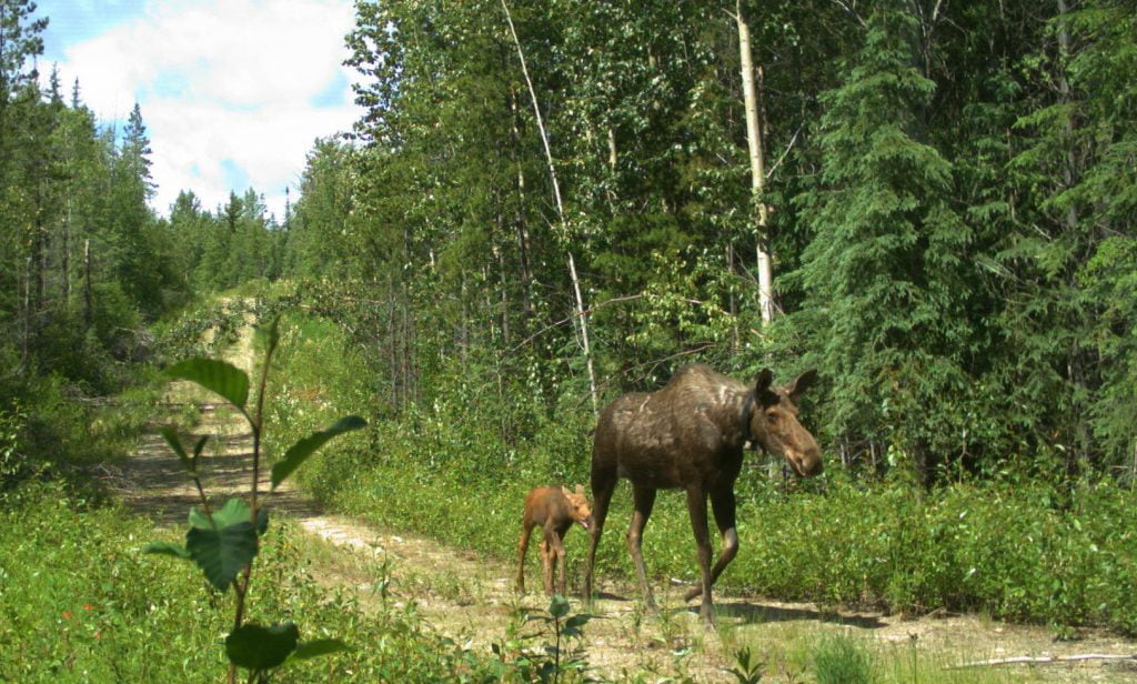 A collared cow and her new calf captured travelling along a resource road in the study area by a trail camera