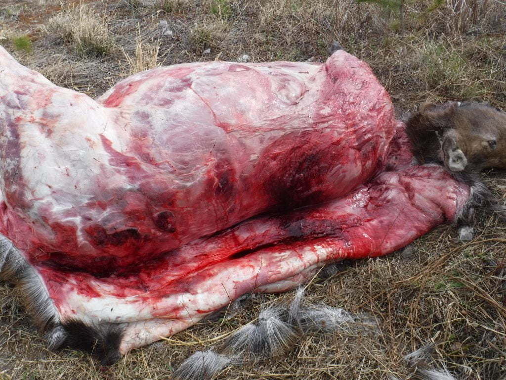 Performing a mortality investigation on a collared moose that died during the course of the project