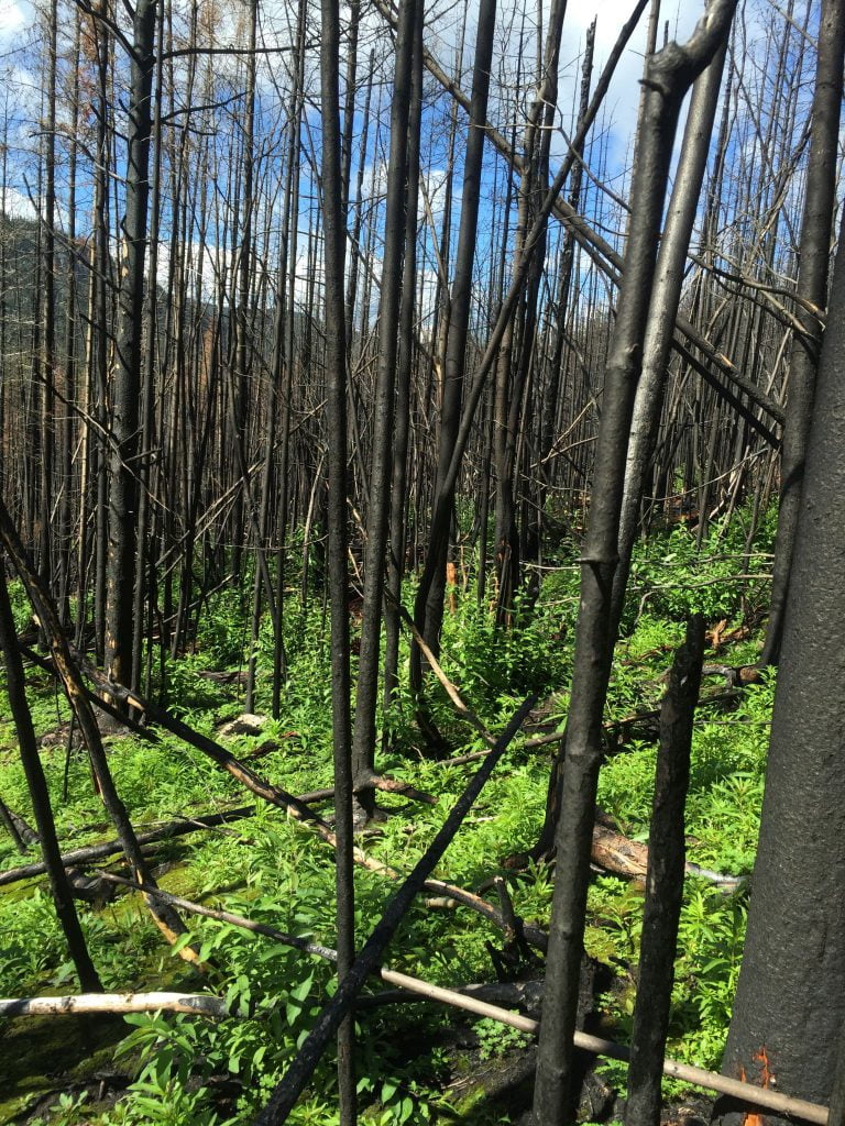 Lush understory regenerating in the aftermath of a a burn in a dense stand of small trees