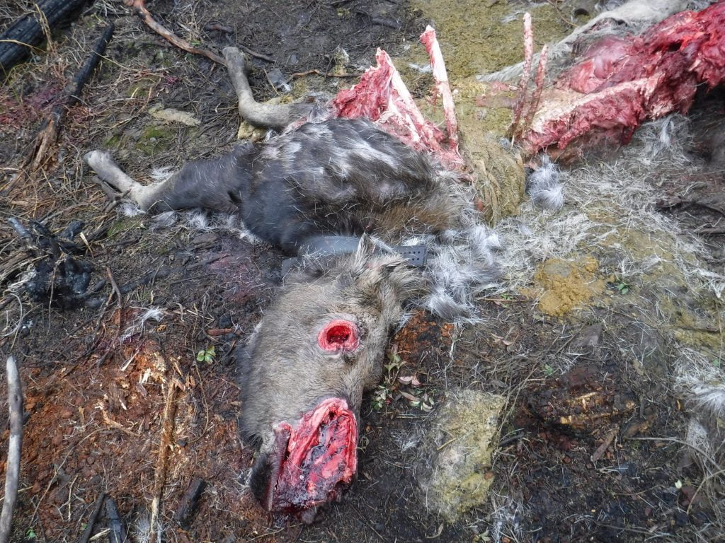 A collared moose that was killed and being consumed by predators