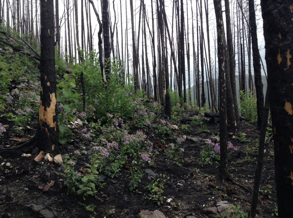 Shrubs and deciduous trees colonizing a previously burned site