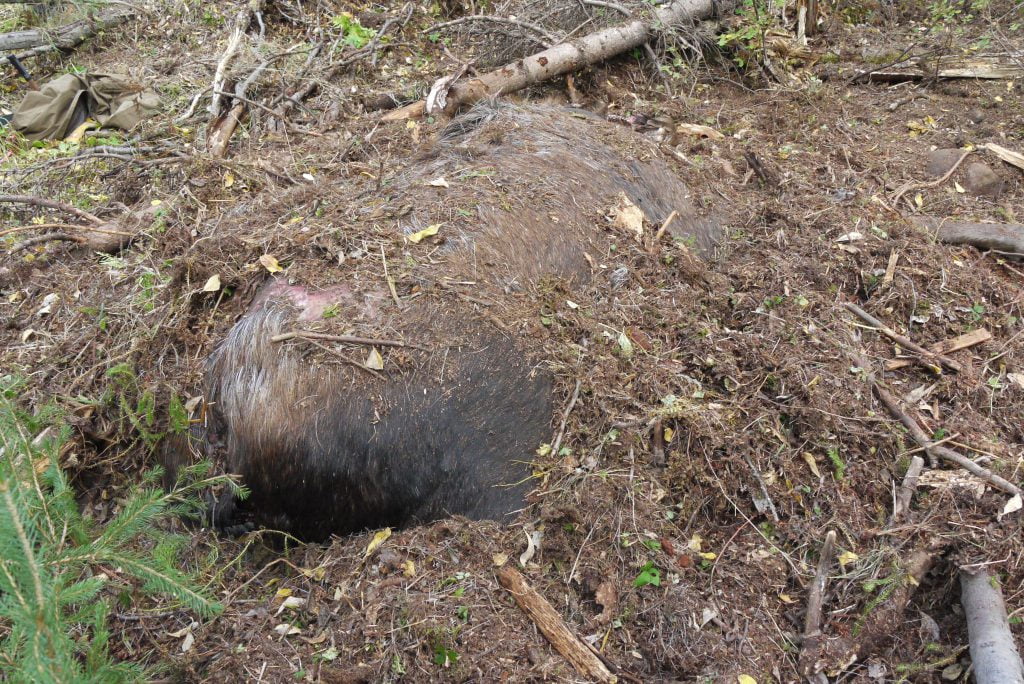 A collared moose that had been killed and buried by a bear for later feeding