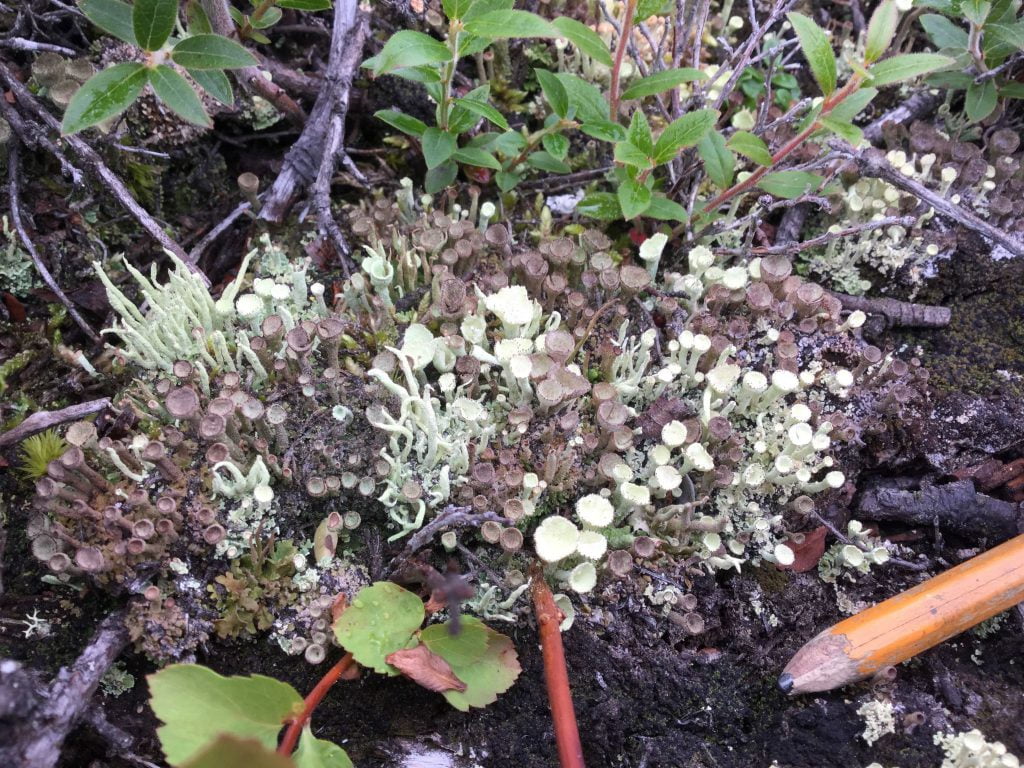 Terrestrial lichens close up (4)