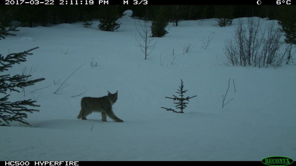 Lynx Captured on Outdoor Camera