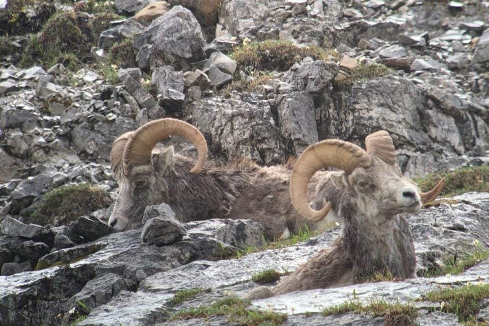 Stone's sheep at rest