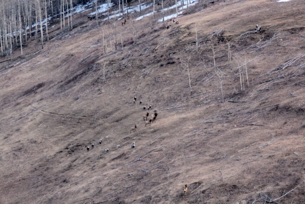 Example of Stone's sheep from the Dunlevy herd wintering at low elevation alongside elk in the winter of 2019