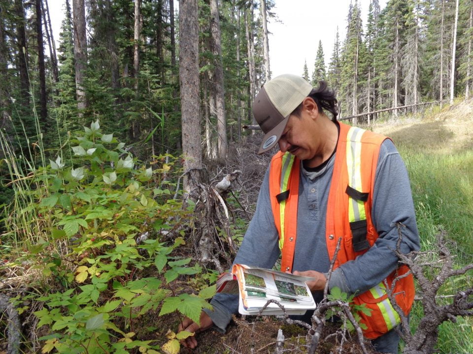 A First Nations community member sampling vegetation